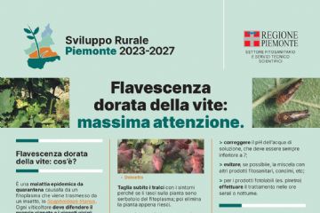 Flavescenza dorata della vite