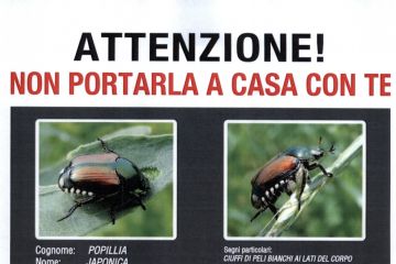 Popillia Japonica